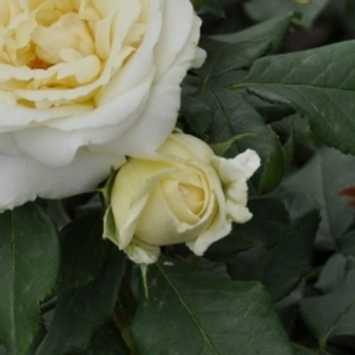 Rosa  Lenka™ - bílá - Stromkové růže, květy kvetou ve skupinkách - stromková růže s keřovitým tvarem koruny